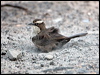 whitebrowed_babbler_98129
