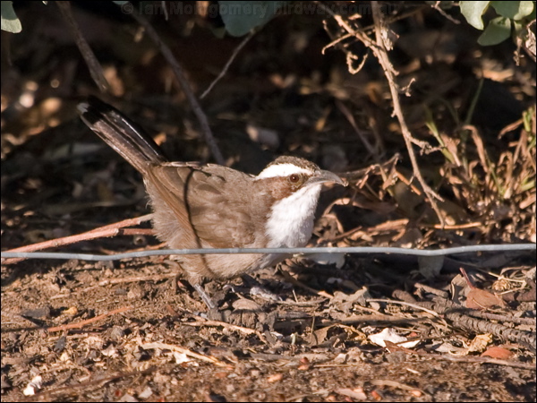 White-browed Babbler whitebrowed_babbler_163864.psd