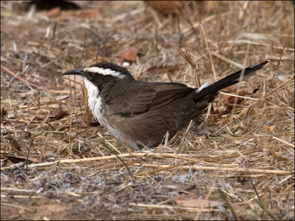 White-browed Babbler whitebrowed_babbler_86694.psd