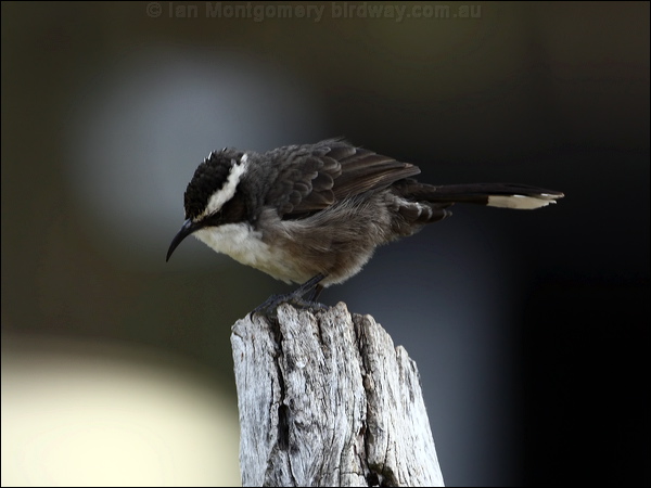 White-browed Babbler whitebrowed_babbler_87347.psd
