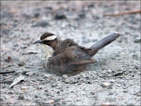 White-browed Babbler whitebrowed_babbler_98117.psd