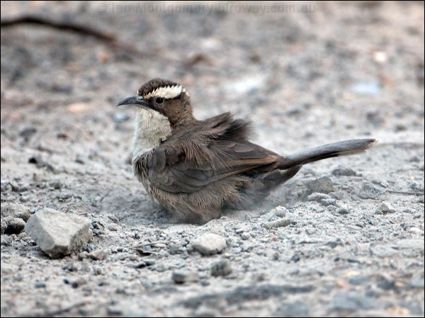 White-browed Babbler whitebrowed_babbler_98129.psd