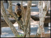 blk_stripe_capuchin_202480