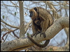 blk_stripe_capuchin_206669