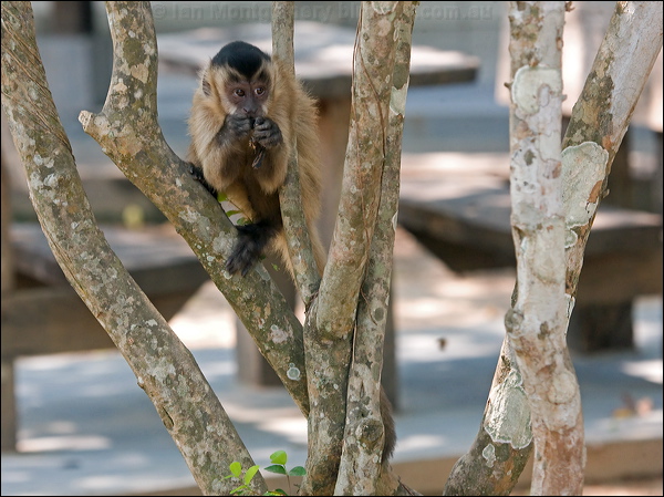 Black-striped Capuchin blk_stripe_capuchin_202480.psd