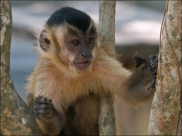 Black-striped Capuchin blk_stripe_capuchin_202481.psd
