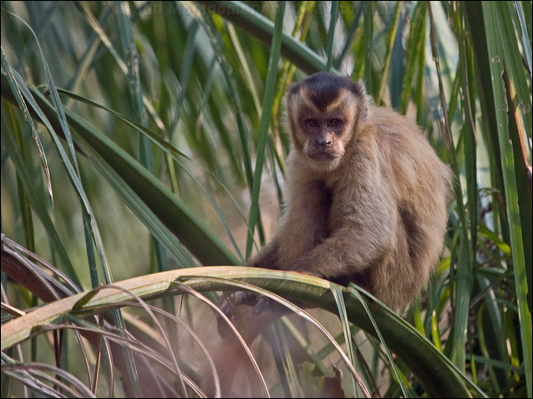 Black-striped Capuchin blk_stripe_capuchin_206504.psd