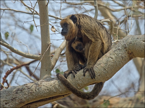 Black-striped Capuchin blk_stripe_capuchin_206669.psd