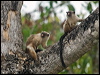 black_tail_marmoset_206364