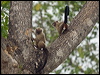 black_tail_marmoset_206365