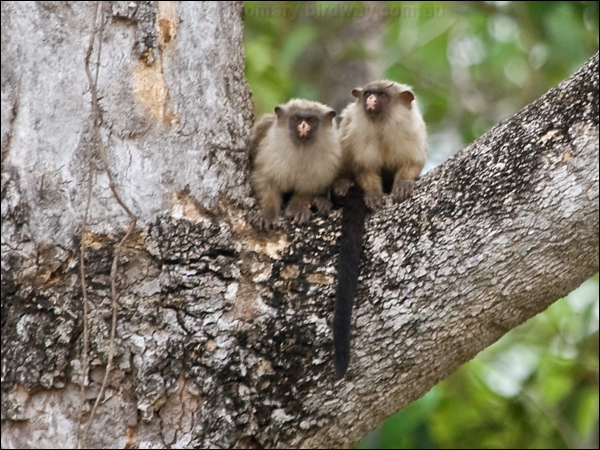 Black-tailed Marmoset black_tail_marmoset_206358.psd