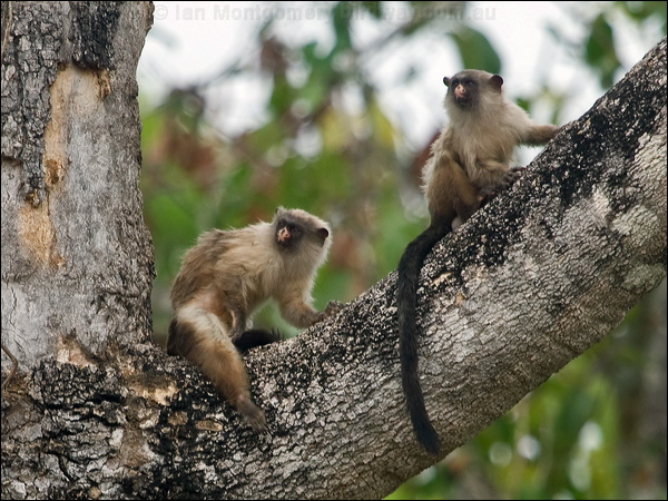 Black-tailed Marmoset black_tail_marmoset_206364.psd