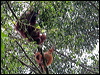 bornean_orangutan_49458