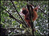 bornean_orangutan_49464