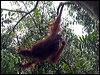 bornean_orangutan_49483