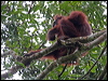 bornean_orangutan_49494