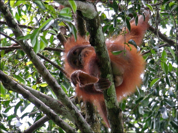 Bornean Orangutan bornean_orangutan_49453.psd