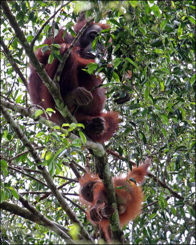 Bornean Orangutan bornean_orangutan_49460.psd