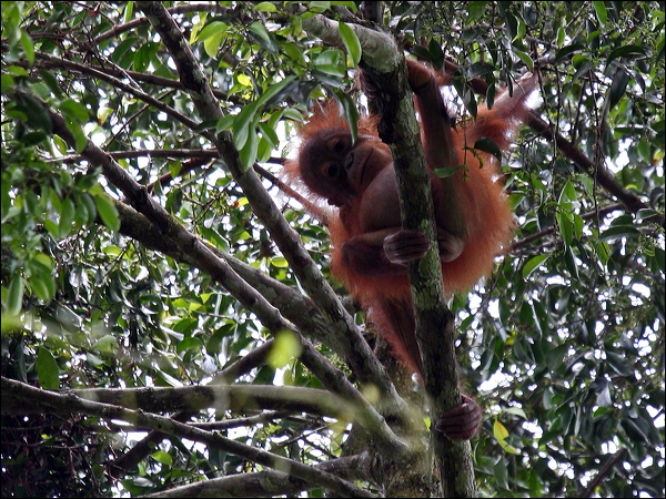 Bornean Orangutan bornean_orangutan_49464.psd