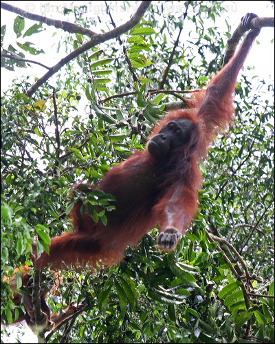 Bornean Orangutan bornean_orangutan_49474.psd