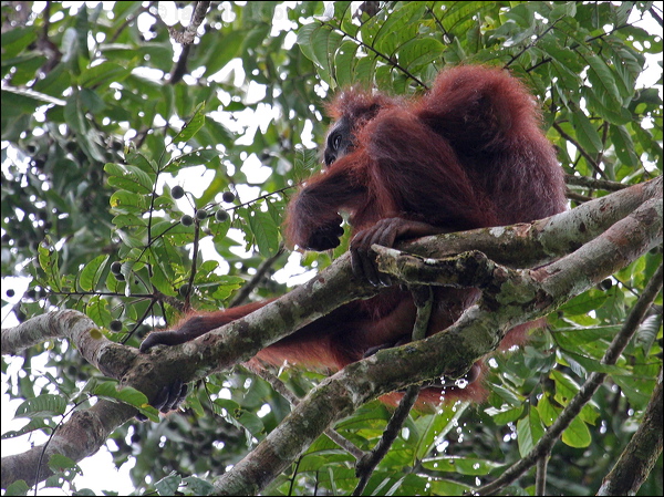 Bornean Orangutan bornean_orangutan_49494.psd