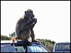 chacma_baboon_04417