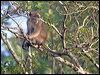 crab_eating_macaque_48853
