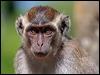 Click here to enter gallery and see photos/pictures/images of Crab-eating Macaque