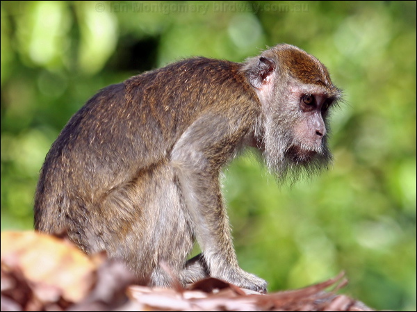 Crab-eating Macaque crab_eating_macaque_48995.psd