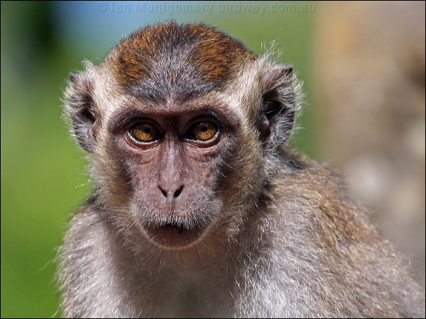 Crab-eating Macaque crab_eating_macaque_48999.psd