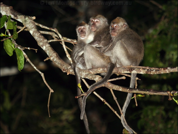 Crab-eating Macaque crab_eating_macaque_49601.psd