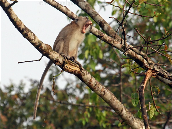 Crab-eating Macaque crab_eating_macaque_49682.psd