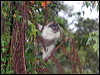 dusky_leaf_monkey_56060