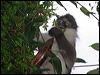 dusky_leaf_monkey_56065