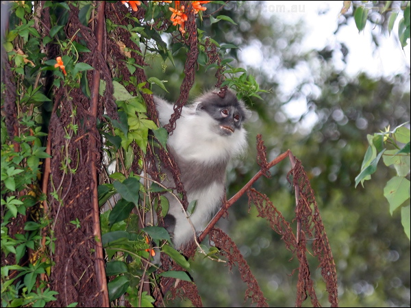 Dusky Leaf Monkey dusky_leaf_monkey_56060.psd