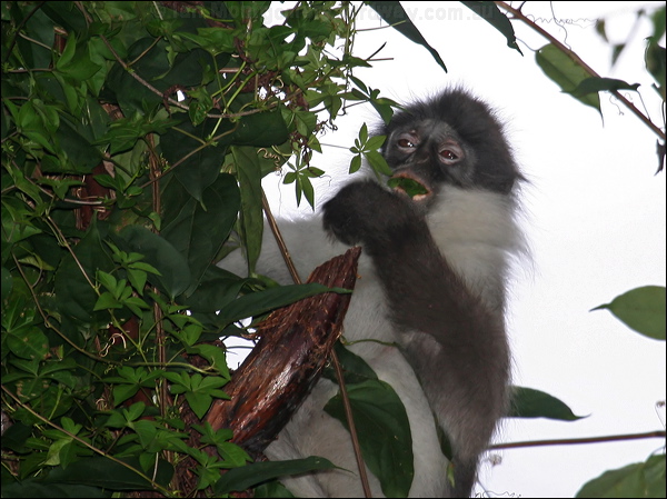 Dusky Leaf Monkey dusky_leaf_monkey_56065.psd