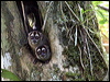 gb_night_monkey_26709