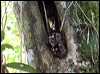 gb_night_monkey_26712