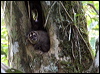 gb_night_monkey_26722