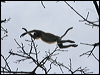proboscis_monkey_49310
