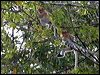 proboscis_monkey_49313