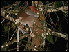 proboscis_monkey_49604