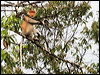 proboscis_monkey_49690