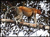 proboscis_monkey_49799