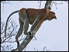 proboscis_monkey_49941