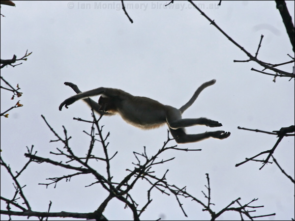 Proboscis Monkey proboscis_monkey_49310.psd