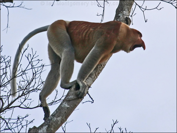 Proboscis Monkey proboscis_monkey_49941.psd