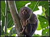 pygmy_marmoset_26255