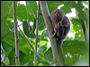 pygmy_marmoset_26256
