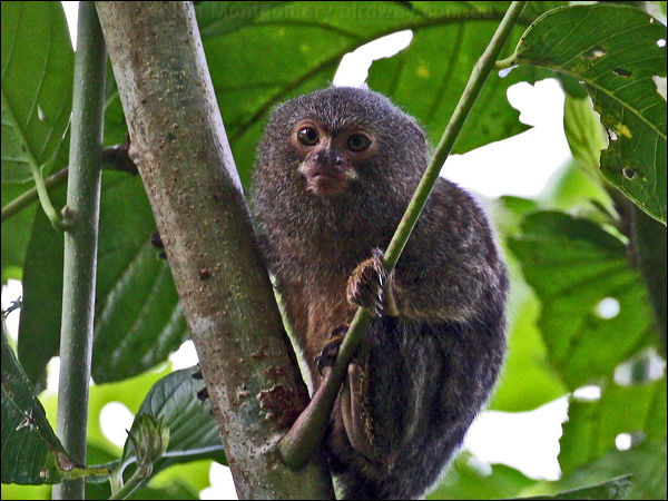 Pygmy Marmoset pygmy_marmoset_26255.psd